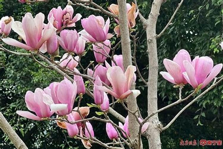 白兰花施什么肥料最好