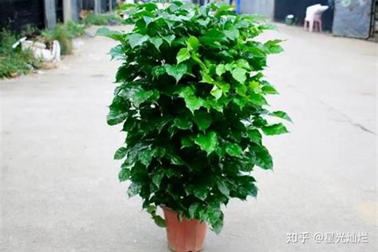 幸福树用什么肥料最好