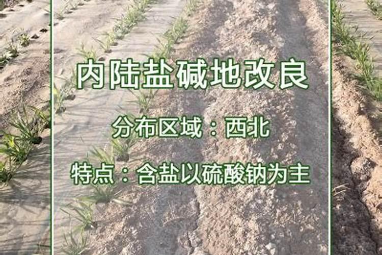 盐碱地用什么肥料好