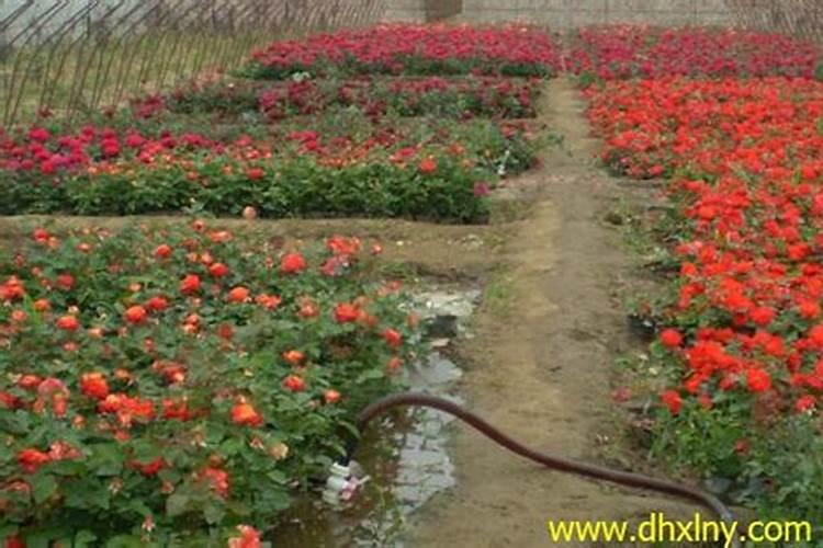 月季花怎么使用复合肥