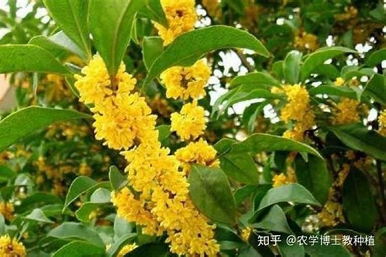 盆栽桂花可以施叶面肥吗