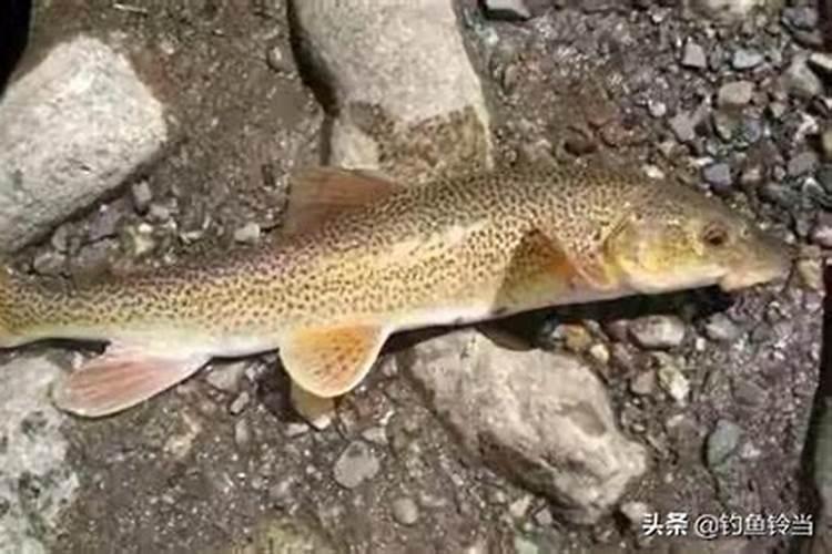 亚东鲑鱼是哪里的特产