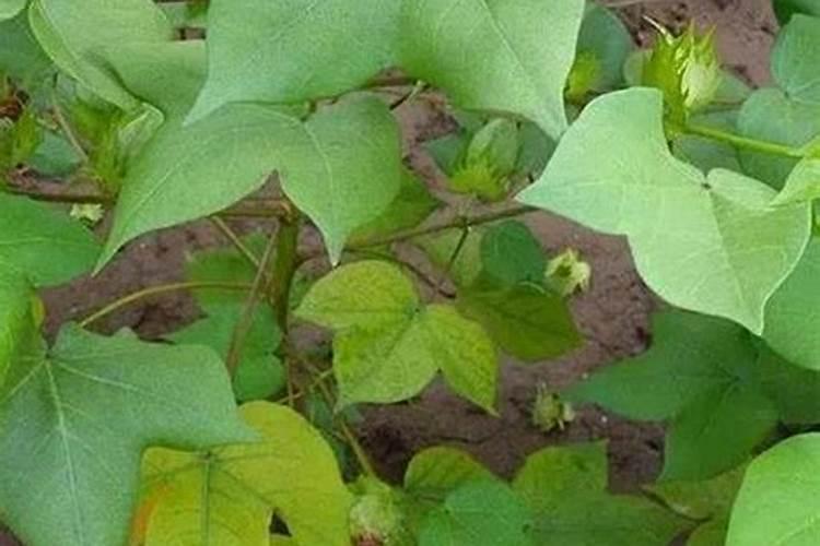 当前棉花叶面施肥怎么样追加