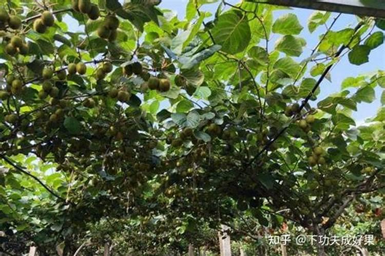 猕猴桃施什么肥料 猕猴桃施什么肥料好呢