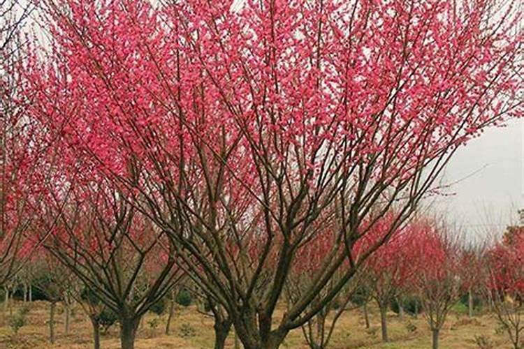 红梅发芽后怎样养护与管理(盆栽红梅修剪方法与技术)