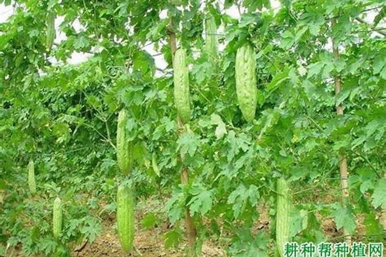 想要让种的苦瓜连续不断的开花结果,需要如何操作？