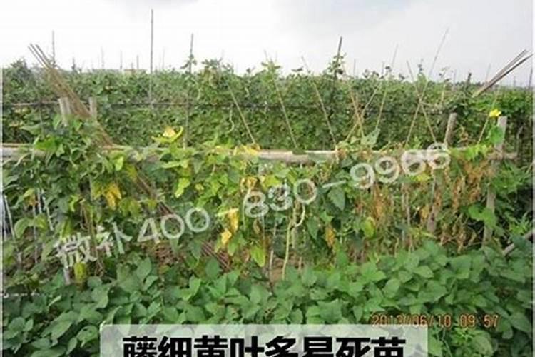 豇豆高产施肥,适合用什么肥料？需要注意什么？