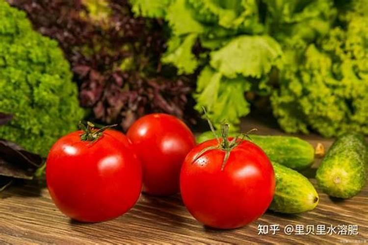 大棚蔬菜常用肥料有哪些