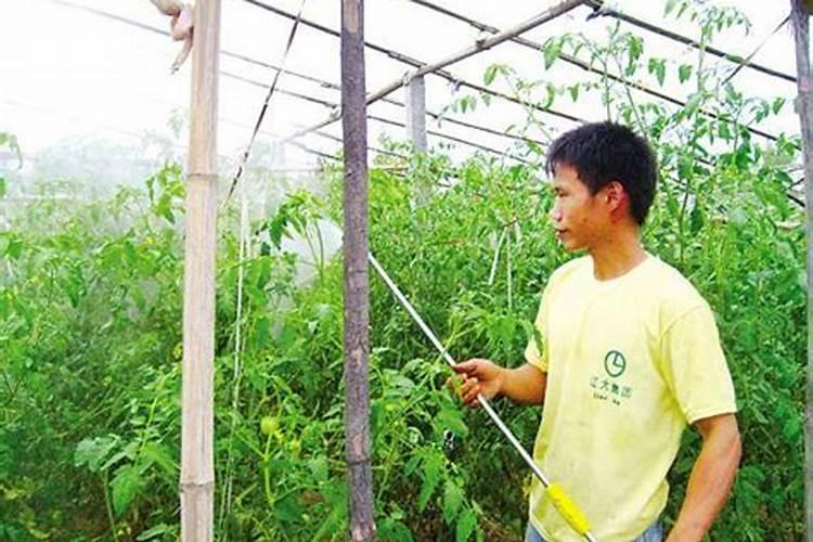 如何施肥让新建的大棚土壤充满营养