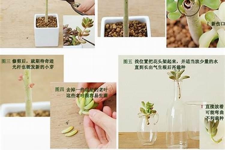 多肉植物用什么肥料好？
