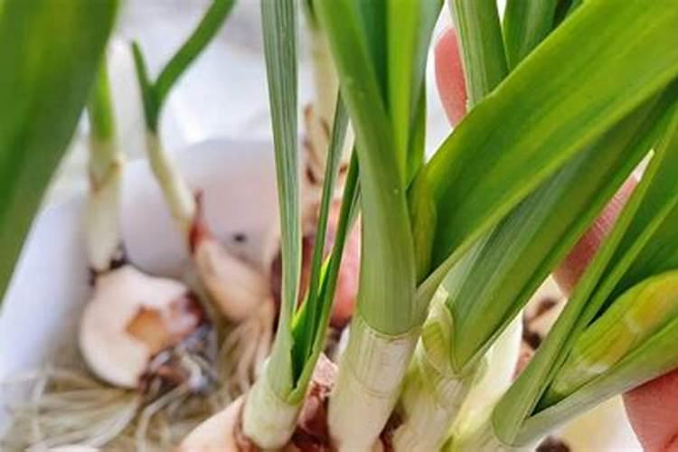 水仙花什么时候长花苞