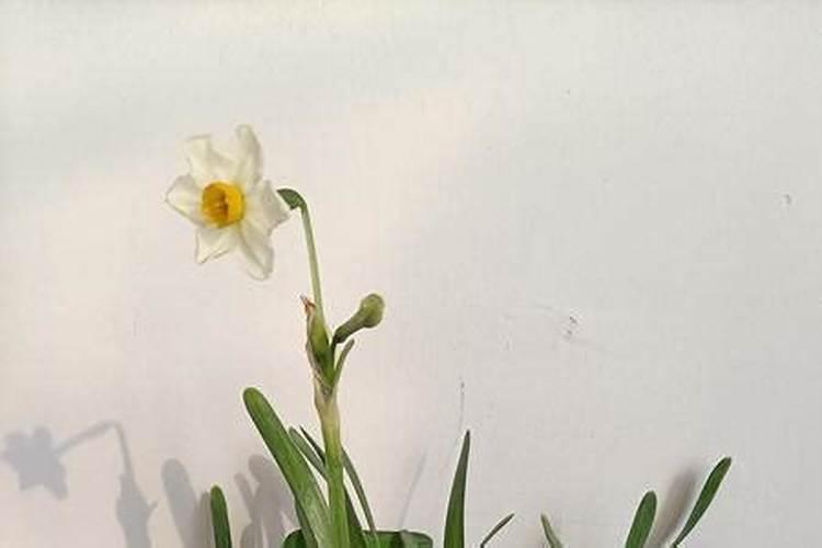 水仙花养殖方法