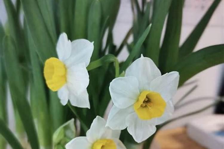 水仙花开完花怎么办