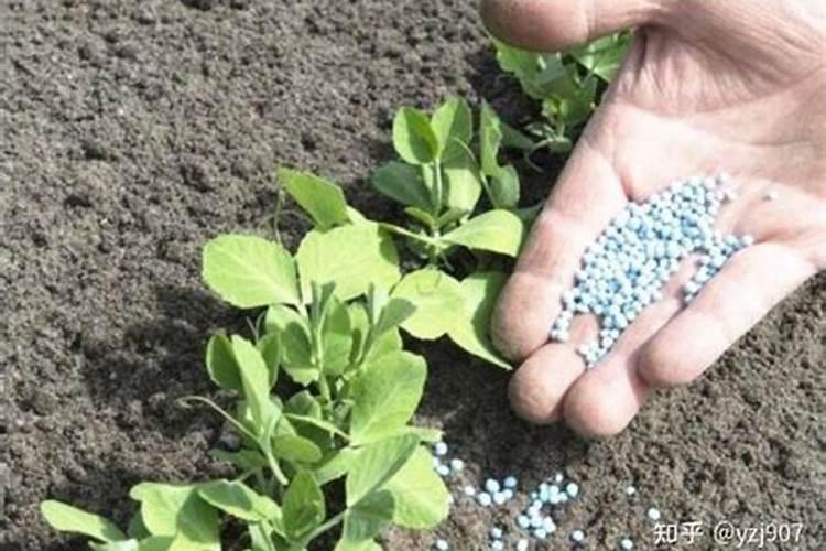 叶面施硼肥后4小时后下雨有影响吗？