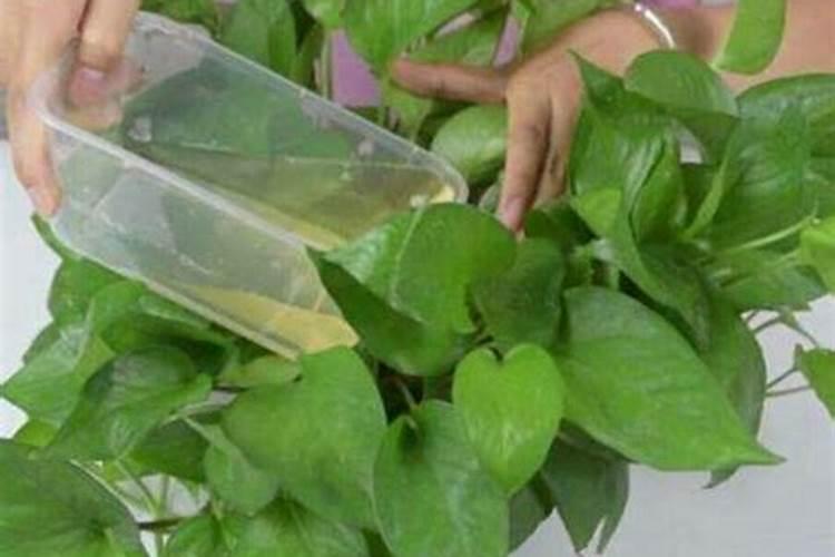 油菜用硼肥最佳时间花卉百科