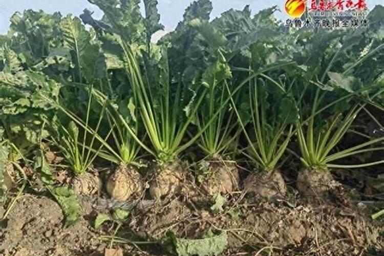 复合肥分几种。