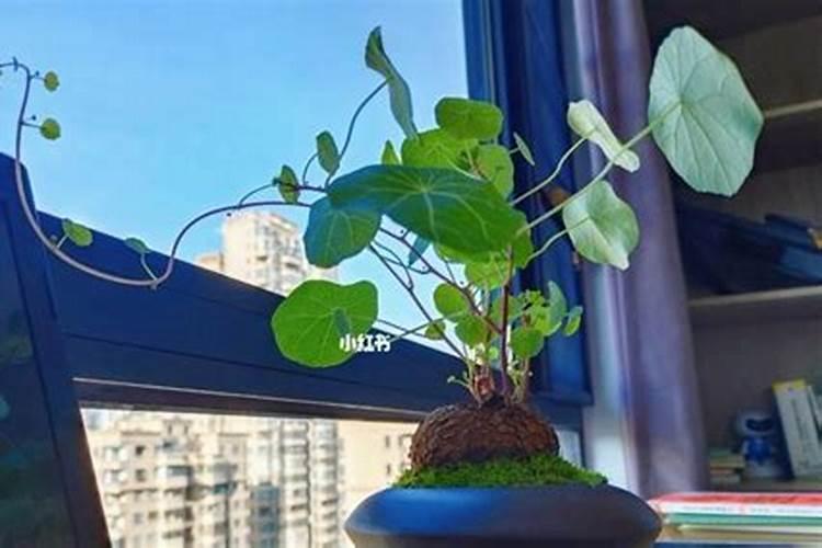 昆明适合养什么花,昆明适合种植什么花卉