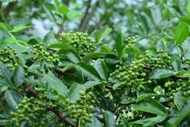 花椒施什么肥料好