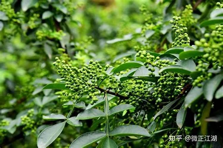 花椒青果期预防落果喷施什么农药？