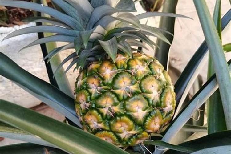 室内盆栽什么植物最好