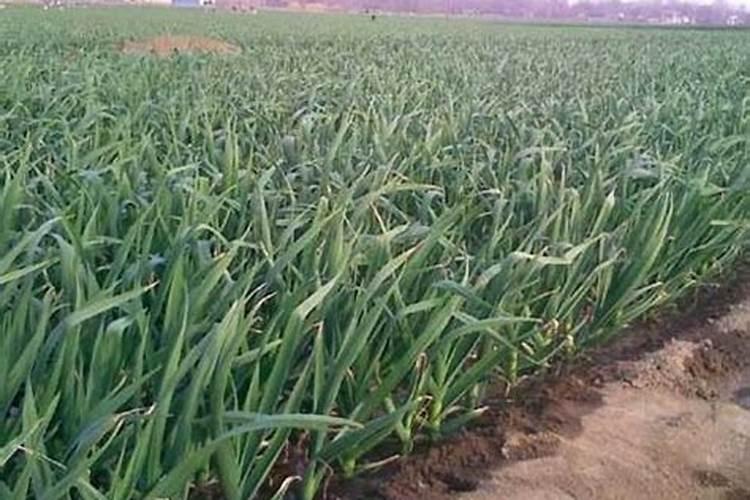 大蒜刚岀土能打磷酸二氢钾