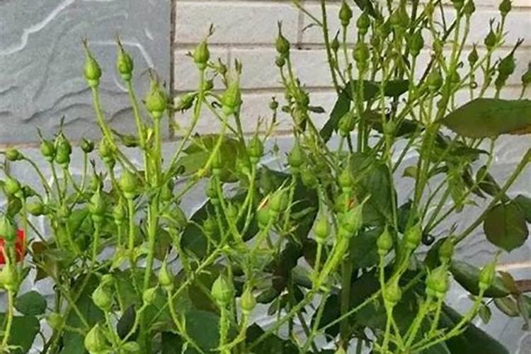 碱性肥料都有哪些