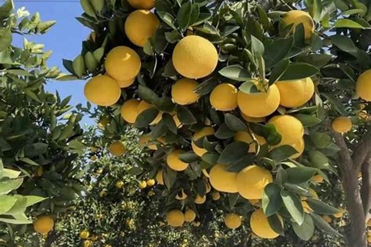 柚子为什么会苦