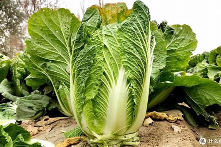 大白菜出芽后怎么管理？