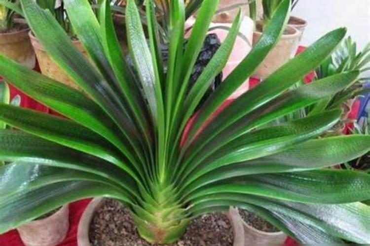 马铃薯种植施肥很关键,马铃薯种植该怎么施肥？