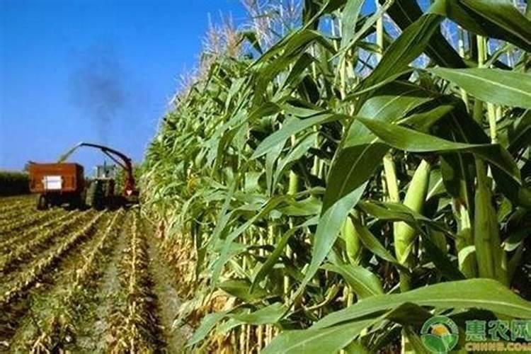 豆茬玉米茬秸秆还田是发酵成钾肥了吗？
