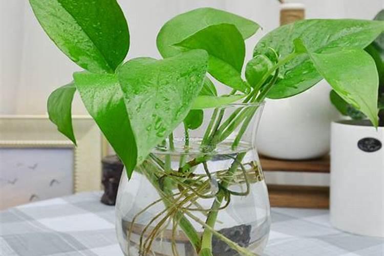 水培绿萝加什么肥料