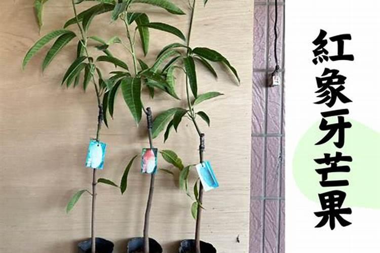 种芒果施什么肥