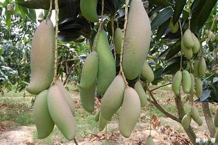怎样大面积种植芒果,需要注意什么？