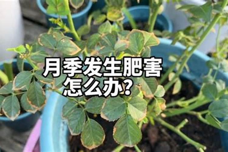 月季施肥过量产生肥害如何补救用对方法轻松解决