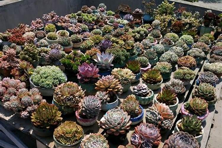 多肉植物到底要不要施肥？