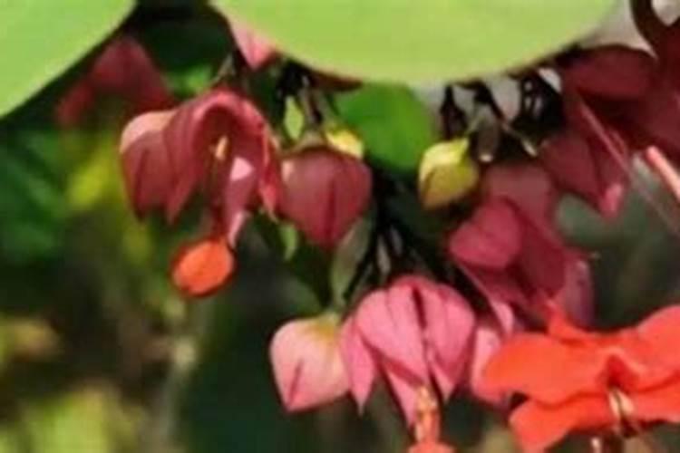 长期用腐植酸浇花会怎样