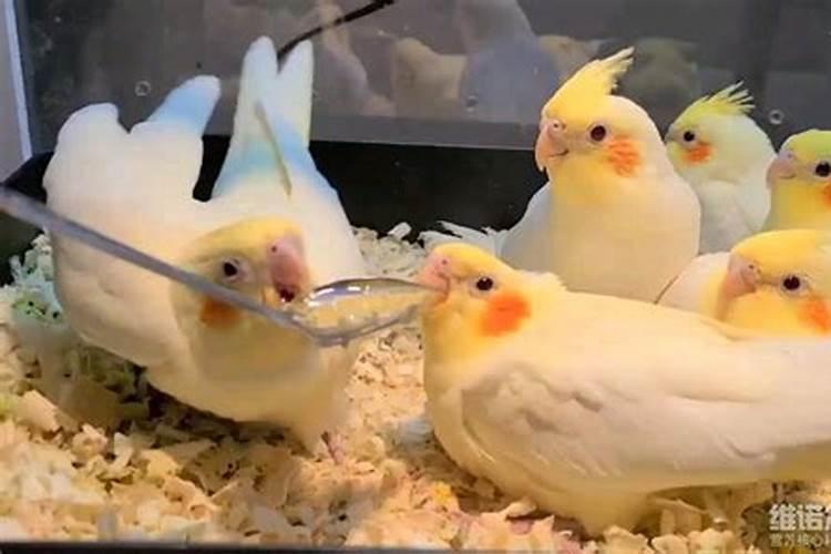 玄凤拉稀,这两天孵蛋的玄凤出现拉稀情况,有没有大神告诉我该喂点什么...