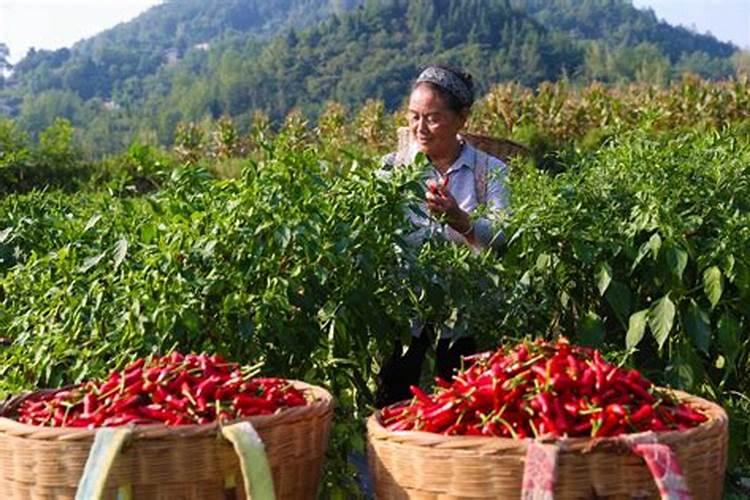辣椒施肥,要哪种肥比较好