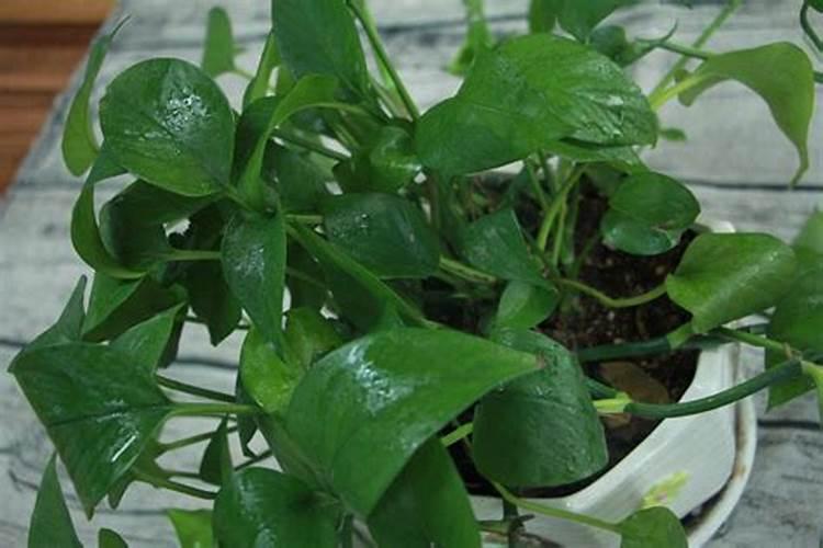 西红柿追肥用什么肥料