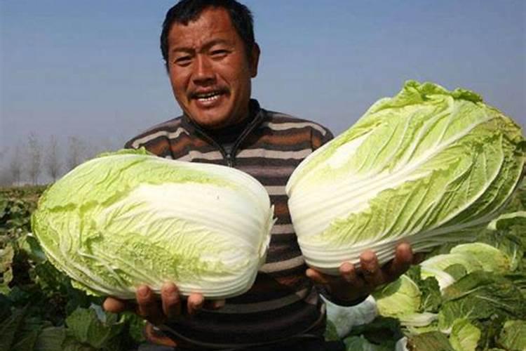 白菜施什么肥最好