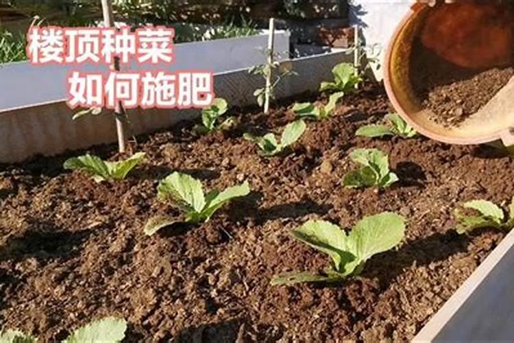 快菜的种植方法和时间