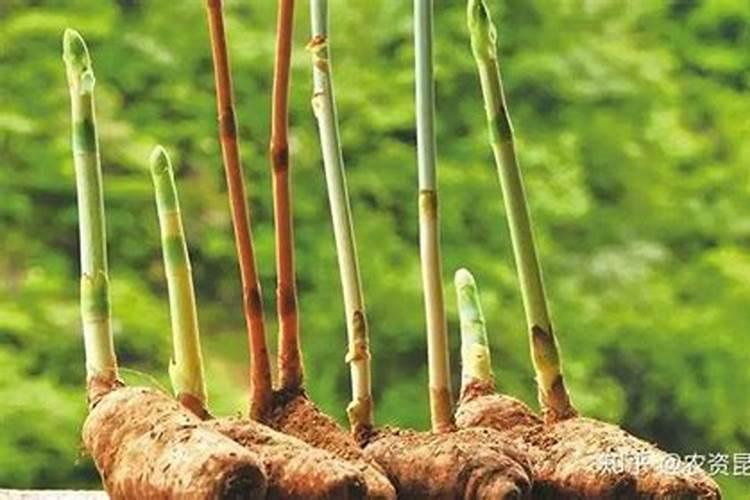 种植天麻用有机肥料可以吗