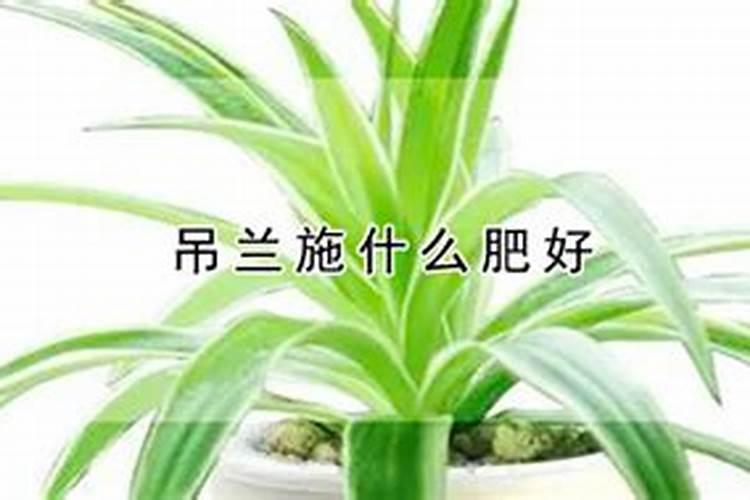 紫叶酢浆草如何爆盆