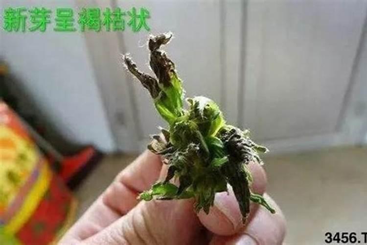 番茄施什么肥合适