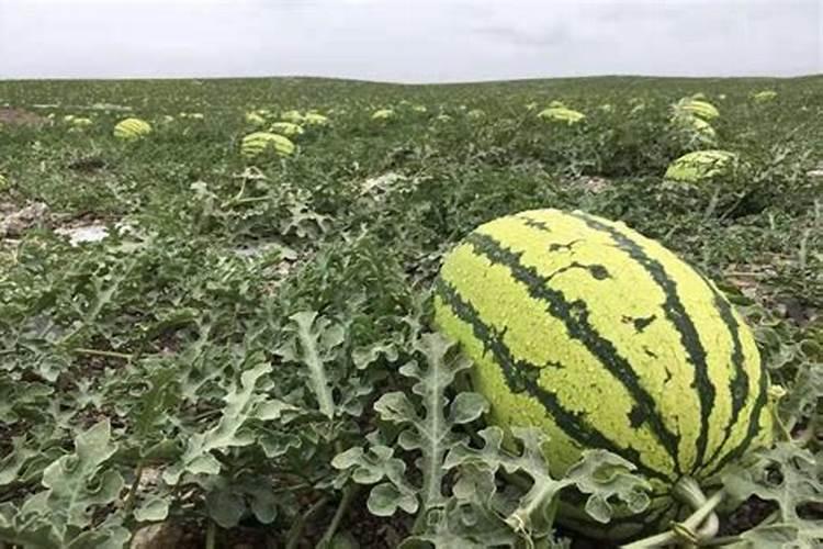 硒砂瓜是如何在极度干旱的宁夏中卫生长的？