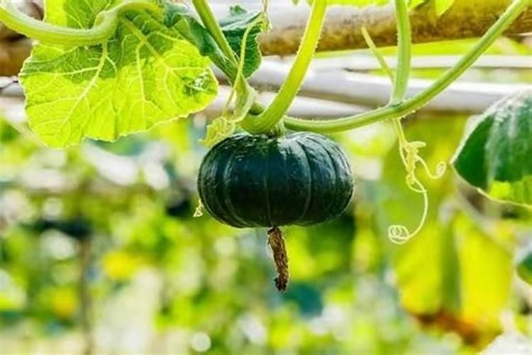 玉米底肥一次性施肥 氮磷钾 各用多少？