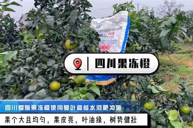 雪莲果怎么吃好吃