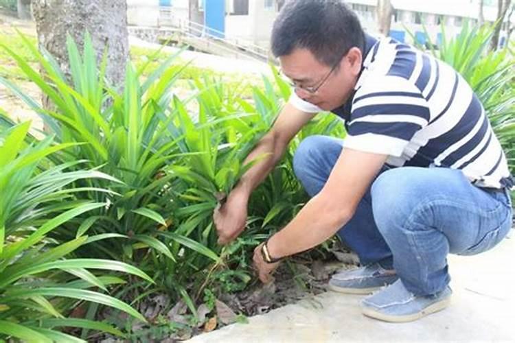 种斑兰能赚多少钱