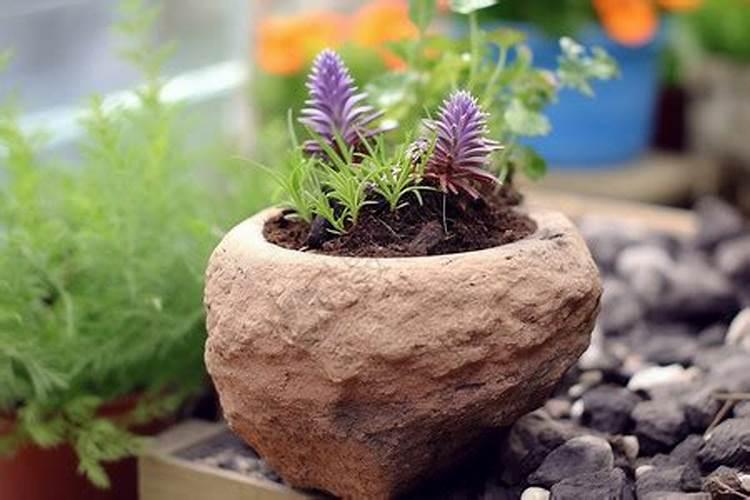 多肉植物施什么肥好