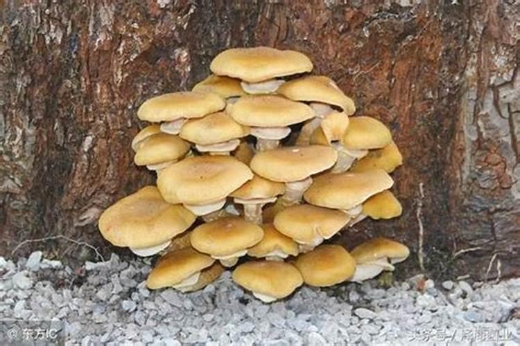 平菇能用矿源黄腐酸钾吗？